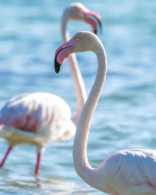 Eden Suite Paralia Εξωτερικό φωτογραφία